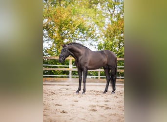 PRE, Stallion, 5 years, 16 hh, Black