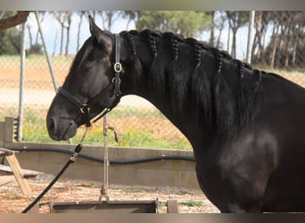 PRE Mix, Stallion, 5 years, 16 hh, Black