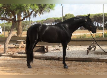 PRE Mix, Stallion, 5 years, 16 hh, Black