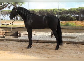 PRE Mix, Stallion, 5 years, 16 hh, Black