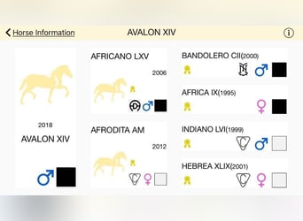 PRE Mix, Stallion, 5 years, 16 hh, Black