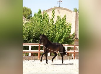 PRE, Stallion, 5 years, 16 hh, Brown