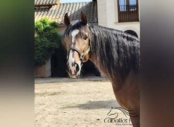 PRE Mix, Stallion, 5 years, 16 hh, Brown