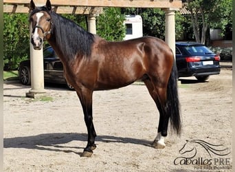 PRE Mix, Stallion, 5 years, 16 hh, Brown