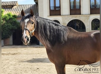 PRE Mix, Stallion, 5 years, 16 hh, Brown