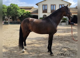 PRE Mix, Stallion, 5 years, 16 hh, Brown