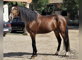 PRE Mix, Stallion, 5 years, 16 hh, Brown