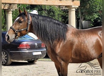 PRE Mix, Stallion, 5 years, 16 hh, Brown