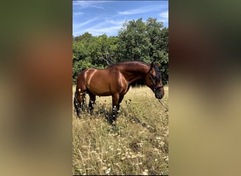 PRE, Stallion, 5 years, 16 hh, Brown