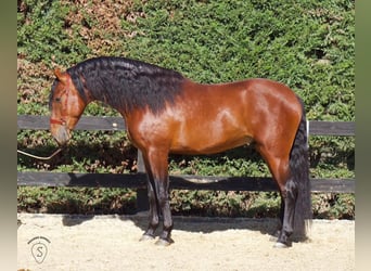 PRE, Stallion, 5 years, 16 hh, Brown