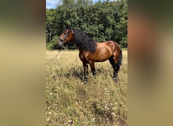 PRE, Stallion, 5 years, 16 hh, Brown