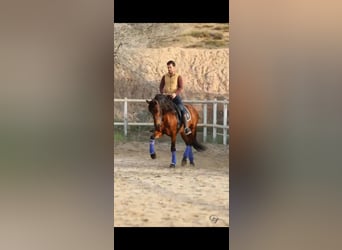 PRE Mix, Stallion, 5 years, 16 hh, Brown