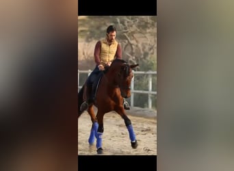 PRE Mix, Stallion, 5 years, 16 hh, Brown