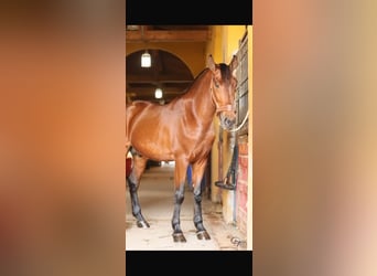 PRE Mix, Stallion, 5 years, 16 hh, Brown