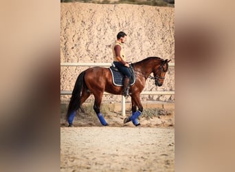 PRE Mix, Stallion, 5 years, 16 hh, Brown