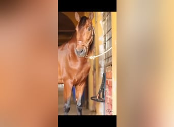 PRE Mix, Stallion, 5 years, 16 hh, Brown