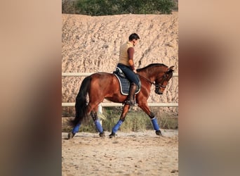 PRE Mix, Stallion, 5 years, 16 hh, Brown