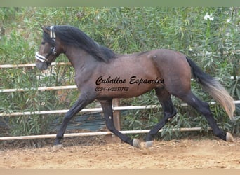 PRE, Stallion, 5 years, 16 hh, Brown Falb mold