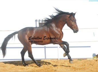 PRE, Stallion, 5 years, 16 hh, Brown