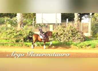 PRE, Stallion, 5 years, 16 hh, Brown-Light