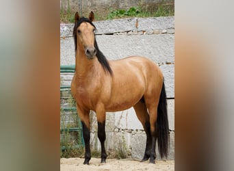 PRE, Stallion, 5 years, 16 hh, Buckskin