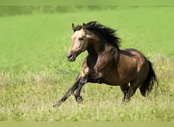PRE Mix, Stallion, 5 years, 16 hh, Buckskin