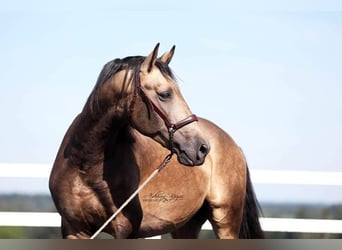 PRE Mix, Stallion, 5 years, 16 hh, Buckskin
