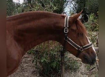 PRE Mix, Stallion, 5 years, 16 hh, Chestnut