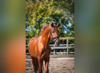 PRE Mix, Stallion, 5 years, 16 hh, Chestnut-Red