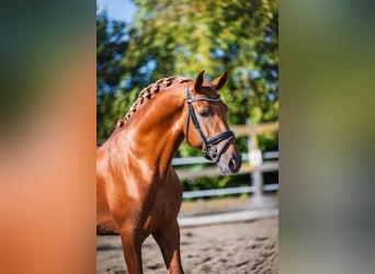 PRE Mix, Stallion, 5 years, 16 hh, Chestnut-Red