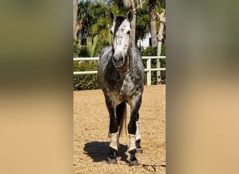 PRE Mix, Stallion, 5 years, 16 hh