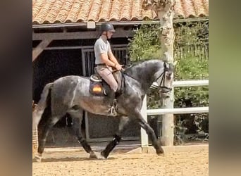 PRE Mix, Stallion, 5 years, 16 hh