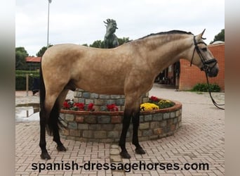 PRE Mix, Stallion, 5 years, 16 hh, Dun