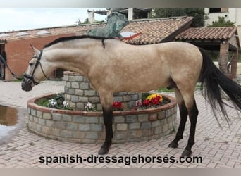 PRE Mix, Stallion, 5 years, 16 hh, Dun