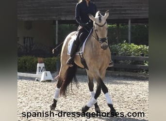 PRE Mix, Stallion, 5 years, 16 hh, Dun