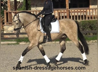 PRE Mix, Stallion, 5 years, 16 hh, Dun