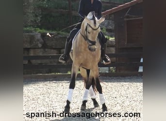 PRE Mix, Stallion, 5 years, 16 hh, Dun