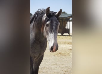 PRE Mix, Stallion, 5 years, 16 hh, Gray-Blue-Tan