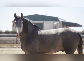 PRE Mix, Stallion, 5 years, 16 hh, Gray-Blue-Tan