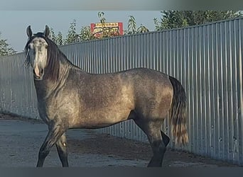 PRE Mix, Stallion, 5 years, 16 hh, Gray-Blue-Tan