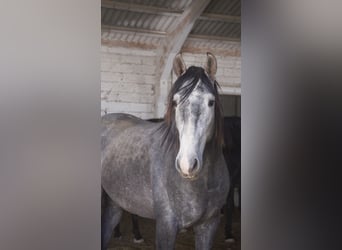 PRE Mix, Stallion, 5 years, 16 hh, Gray-Blue-Tan