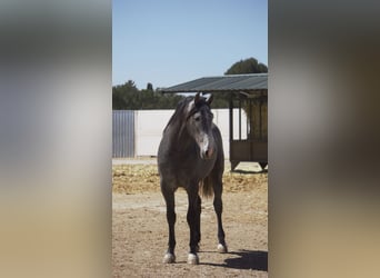 PRE Mix, Stallion, 5 years, 16 hh, Gray-Blue-Tan