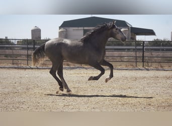 PRE Mix, Stallion, 5 years, 16 hh, Gray-Blue-Tan