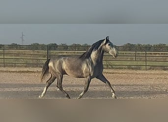 PRE Mix, Stallion, 5 years, 16 hh, Gray-Blue-Tan