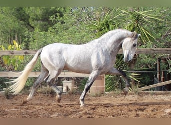 PRE, Stallion, 5 years, 16 hh, Gray-Dapple