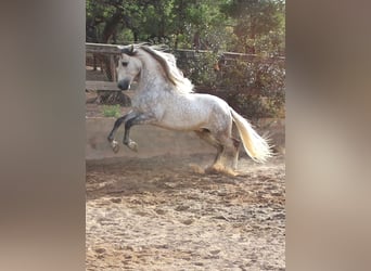PRE, Stallion, 5 years, 16 hh, Gray-Dapple