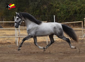 PRE, Stallion, 5 years, 16 hh, Gray-Dapple