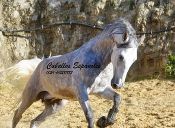 PRE Mix, Stallion, 5 years, 16 hh, Gray-Dapple