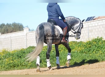 PRE, Stallion, 5 years, 16 hh, Gray-Dapple