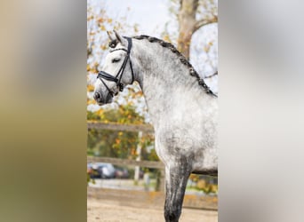 PRE Mix, Stallion, 5 years, 16 hh, Gray